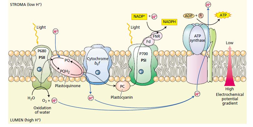 MECHANISMS OF ELECTRON TRANSPORT IN PHOTOSYNTHESIS CSIR-NET/JRF