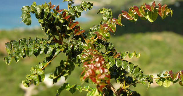 Biodiversité des Petites Antilles Comocladia dodonaea (L.) Urb.