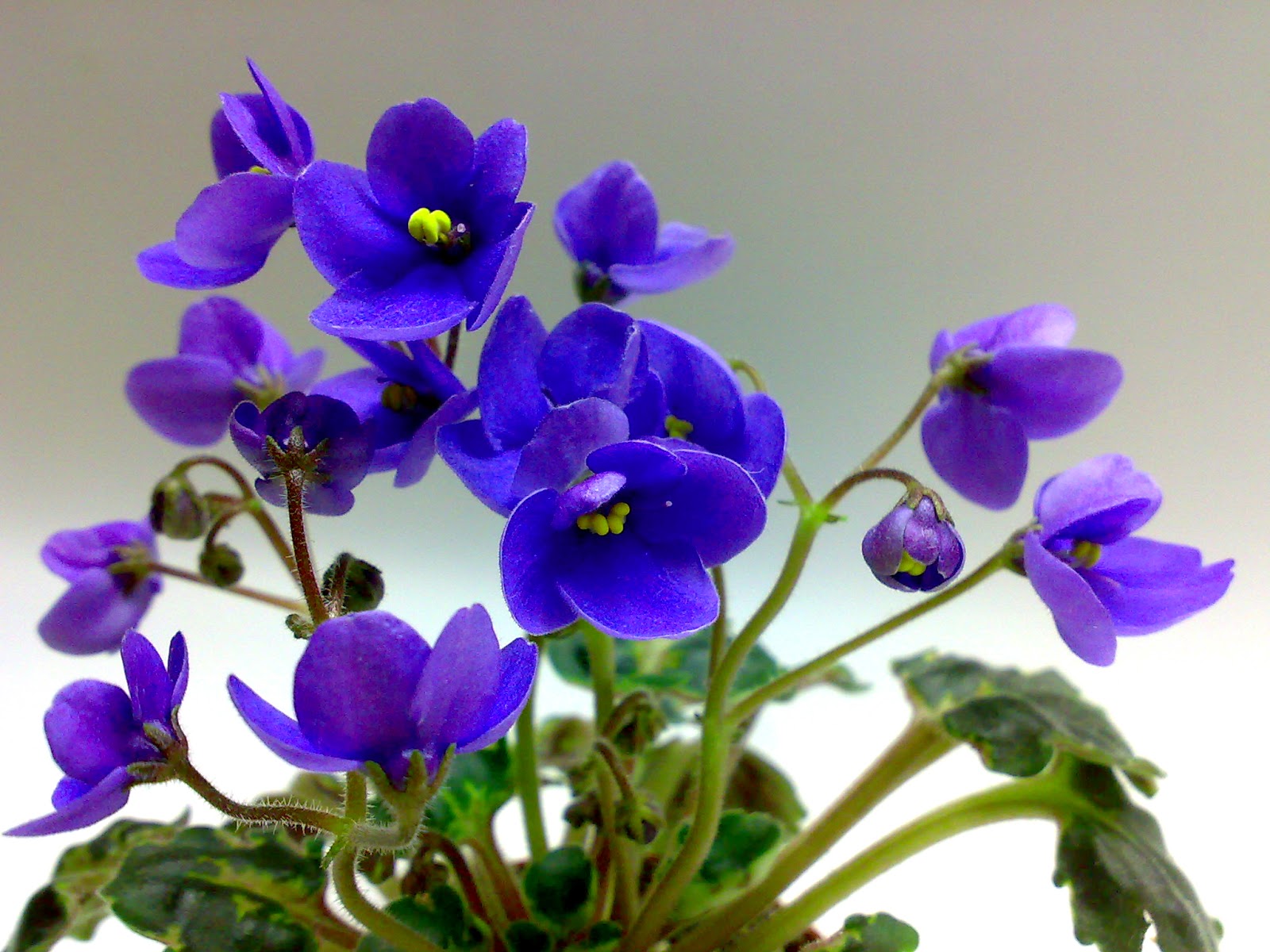 Фиалка дн райский остров Фиалка дн райский остров