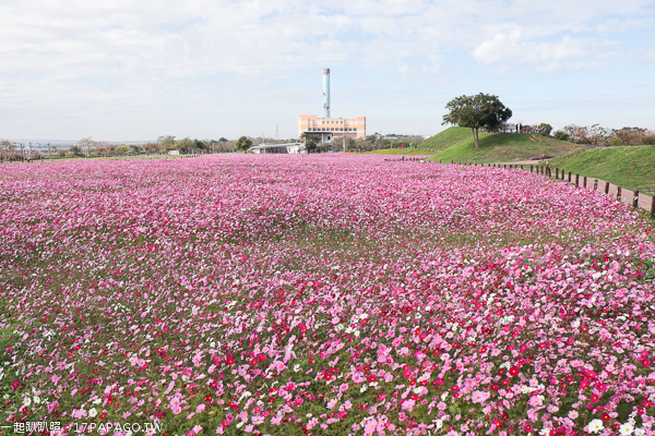 台中后里景點|后里花田綠廊|環保公園|1.2公頃繽紛花海|棒棒糖花海 台中后里景點|后里花田綠廊|環保公園|1.2公頃繽紛花海|棒棒糖花海
