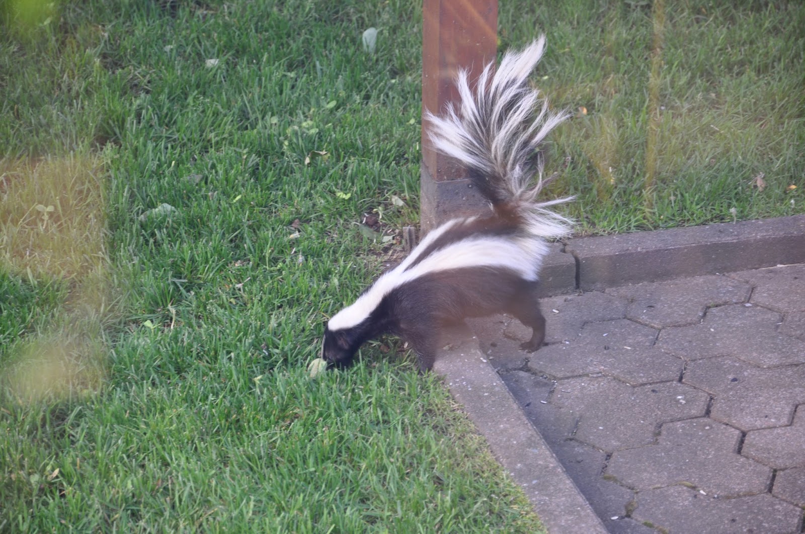 Vraie fiction: Mouffette en visite