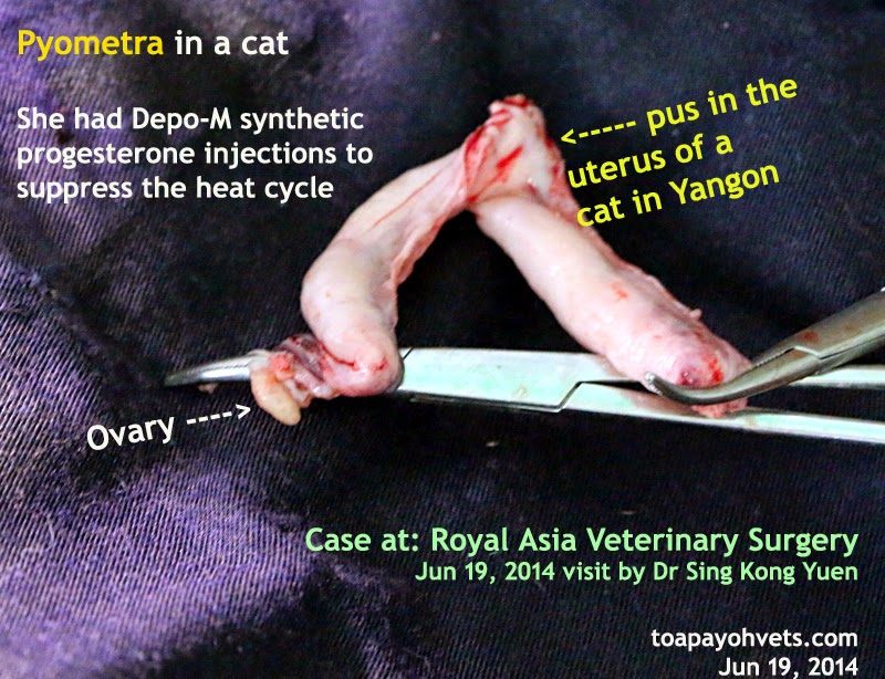 Veterinary and Travel Stories 1386. Stump pyometra in a cat in Yangon