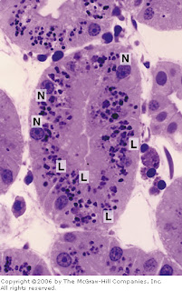 Large lysosomes (L) are abundant in these kidney cells