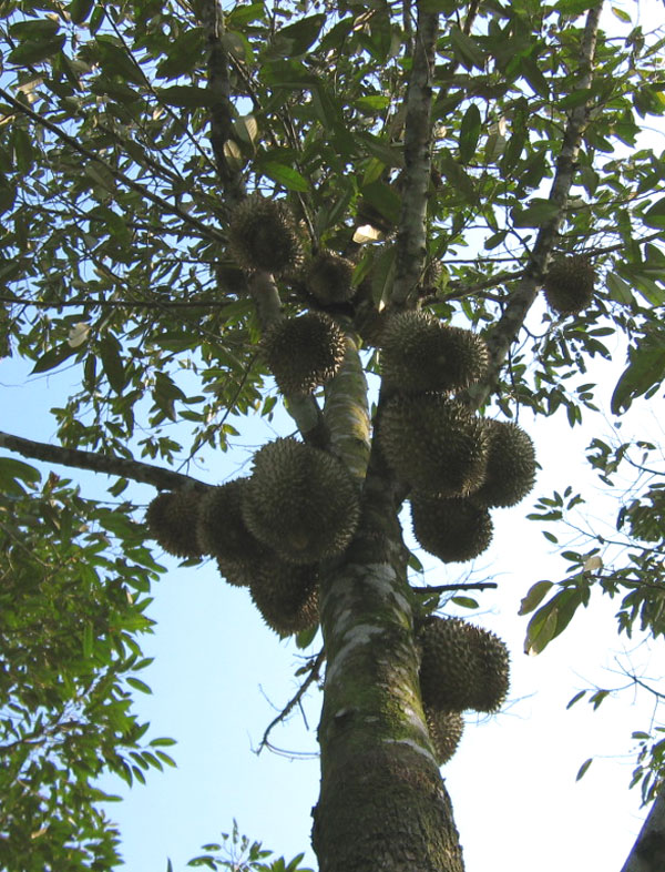 Durian Info Pollination of Durian Flowers