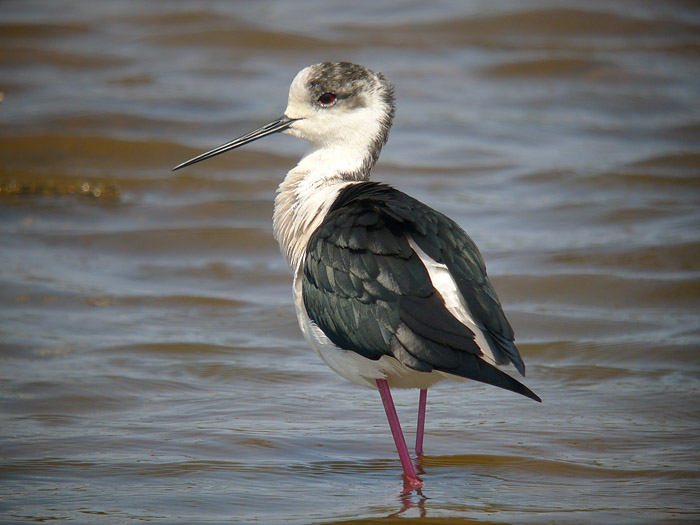 Birdman Birds Blackwinged Stilt Majorca April 2011