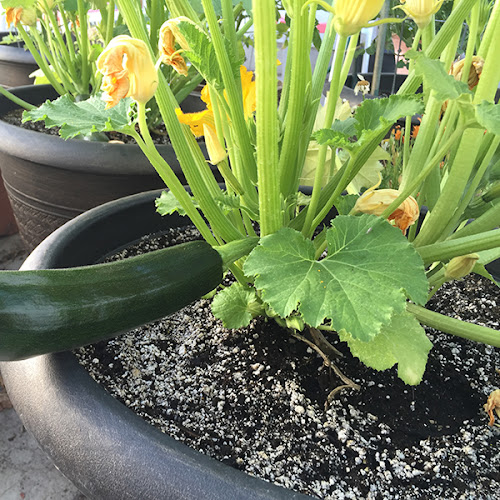 How To Grow Black Beauty Zucchini THE JOY BLOG