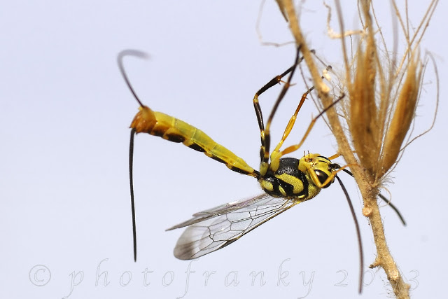 Insecta_DSC5755.jpg