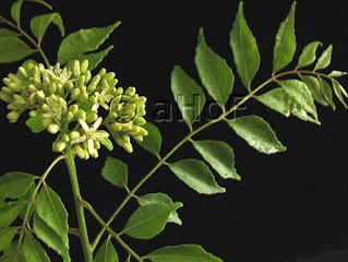 Curry Leaves, flower cluster, Indian herb, food, cooking