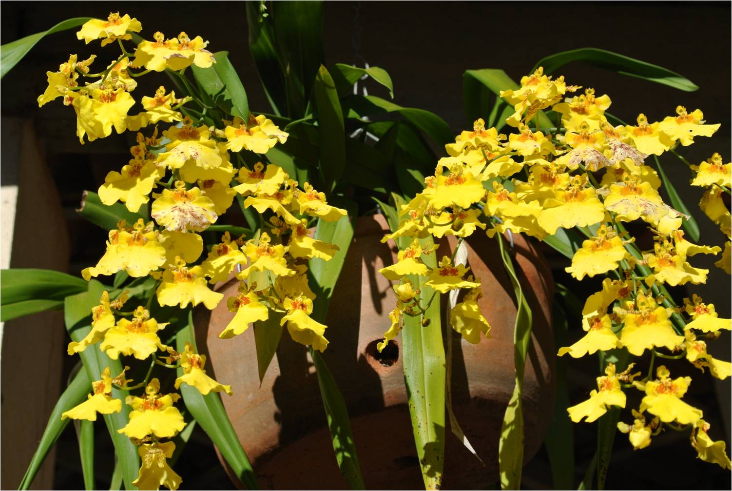 Orquídeas - Fonte de Terapia