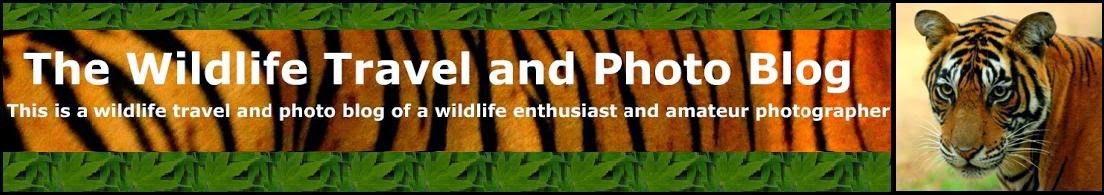 The Wildlife Travel and Photo Blog