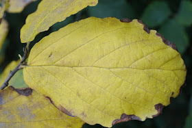autumn_common_witch_hazel_Hamamelis_virginiana_leaf_by_garden_muses: _a_Toronto_gardening_blog