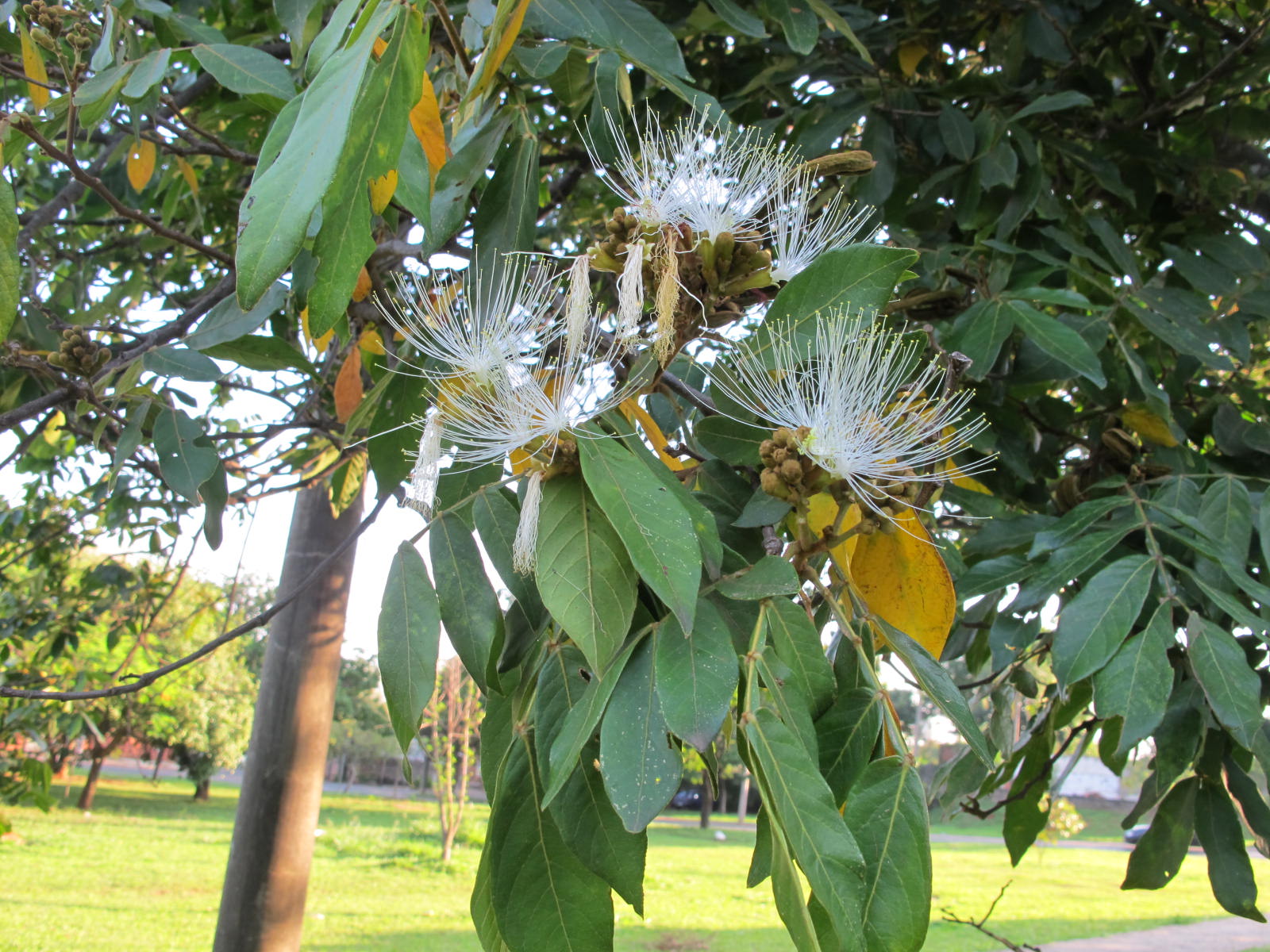 Fabaceae - Leguminosae no Brasil: Fabaceae - Inga vera Willd. -inga-