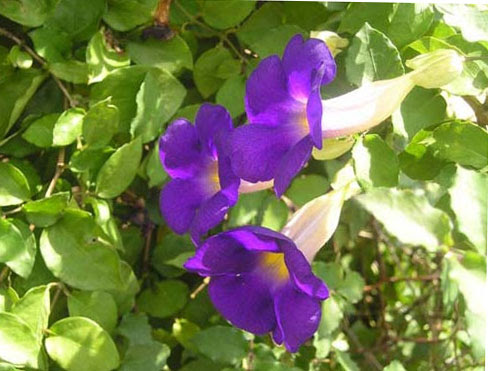 Thunbergia erecta 