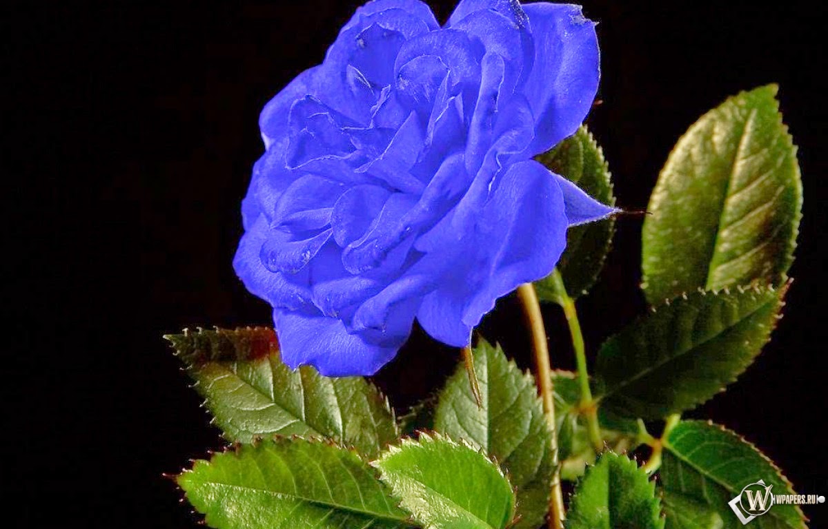 Mi rincón de la poesía LA ROSA AZUL