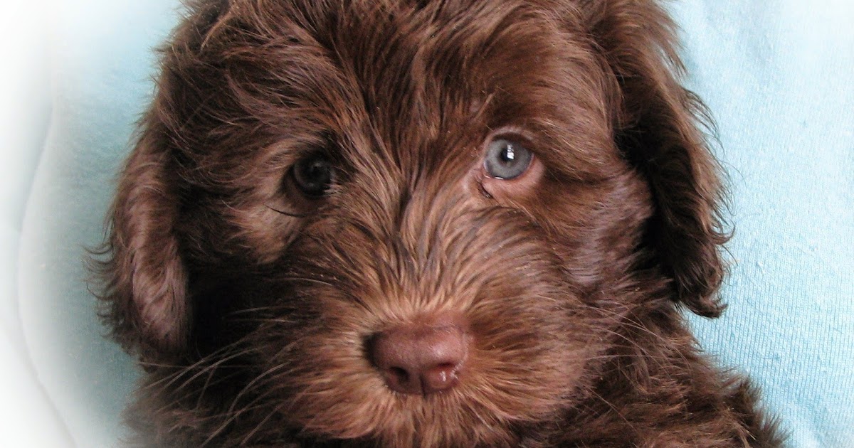 36 Top Photos Australian Labradoodle Puppy 11 week old miniature