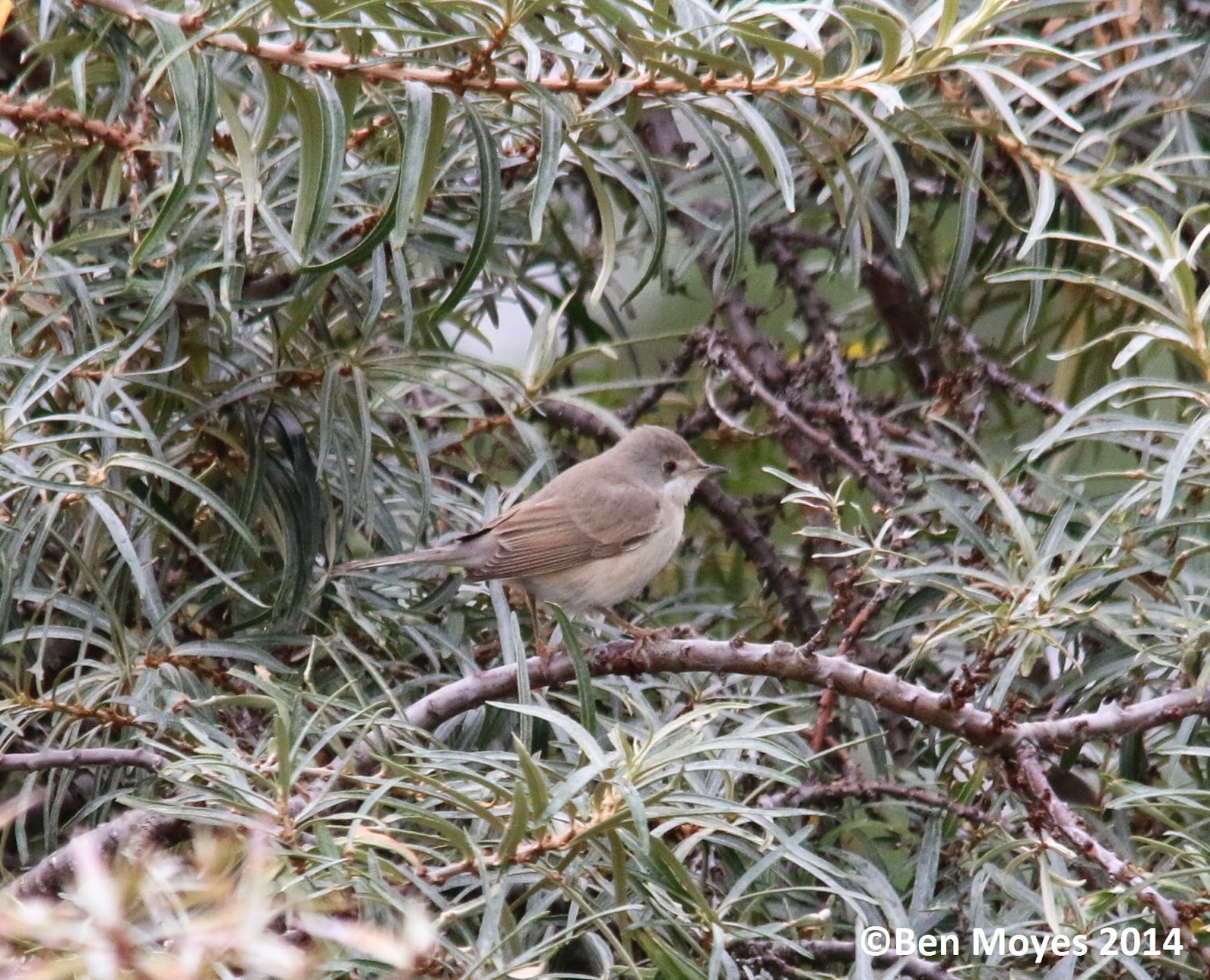 Moysie's Birding Blog Eastern Subalpine Warbler Landguard