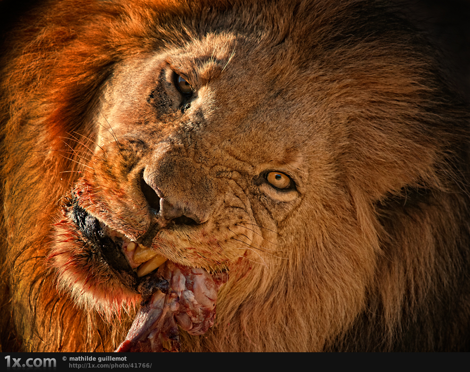 صور اسد 2020 صور اسود خلفيات HD مصراوى الشامل