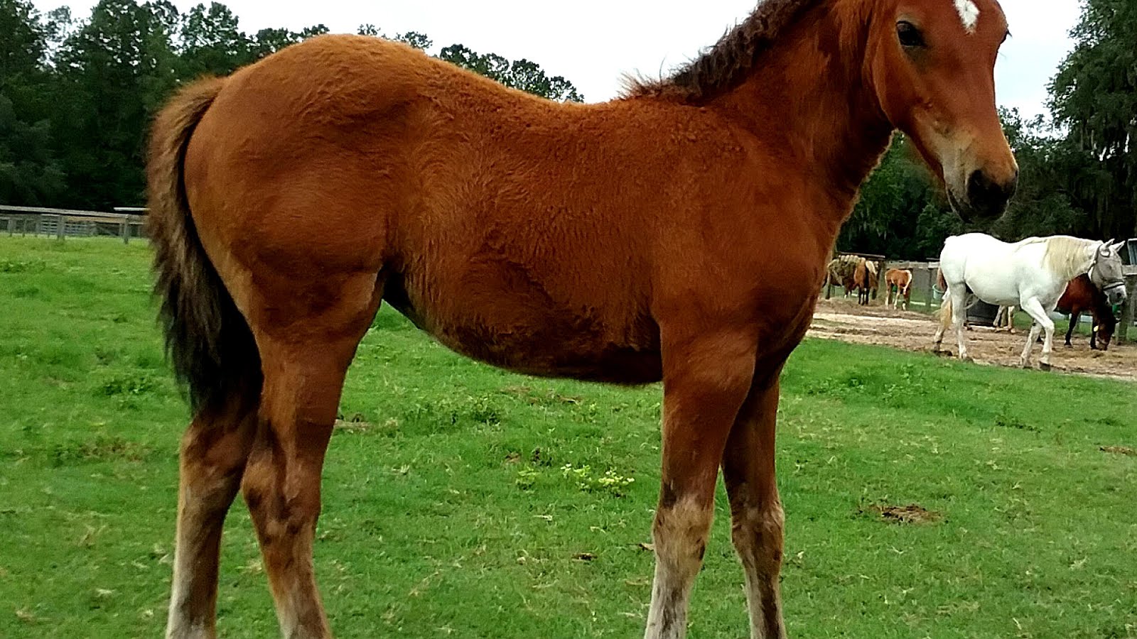 Ranch Horses For Sale In Florida Horse Choices