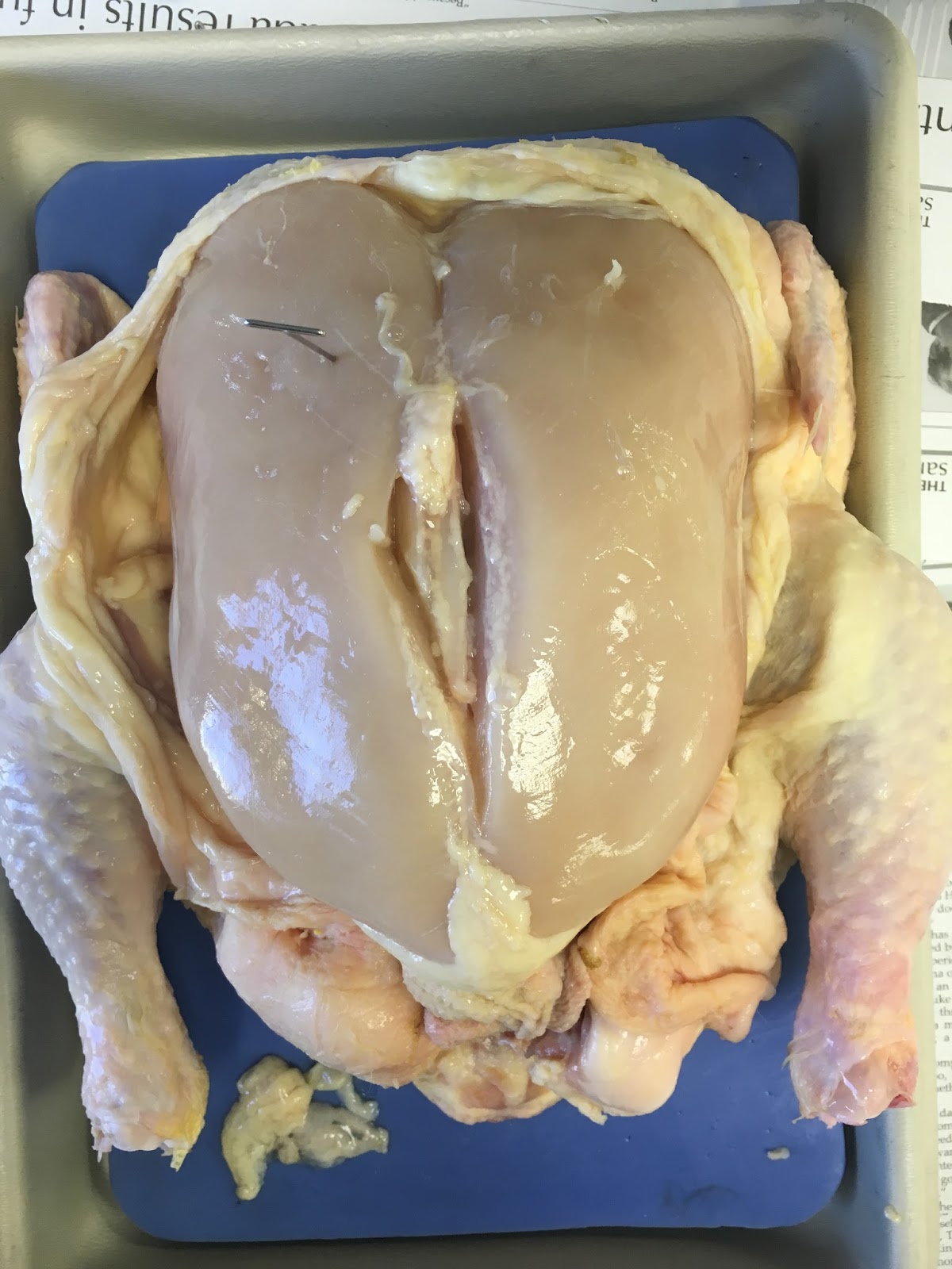 Adrienne Nguyen: Chicken Dissection Analysis