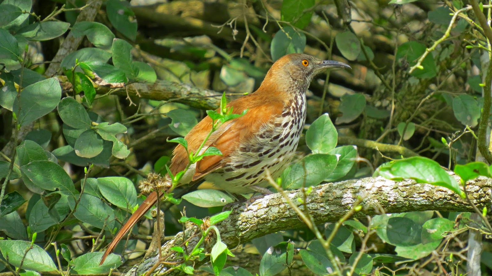 LGB's Nature Photos: Long-billed Thrasher Greetings at Estero