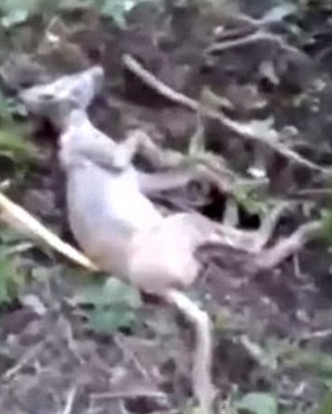 ¿Chupacabras cazado en Ucrania? ¿Chupacabras cazado en Ucrania?