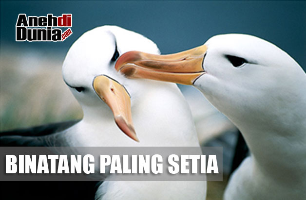 Binatang Paling Setia Cintai Pasangannya Hingga Mati - Berita Aneh dan