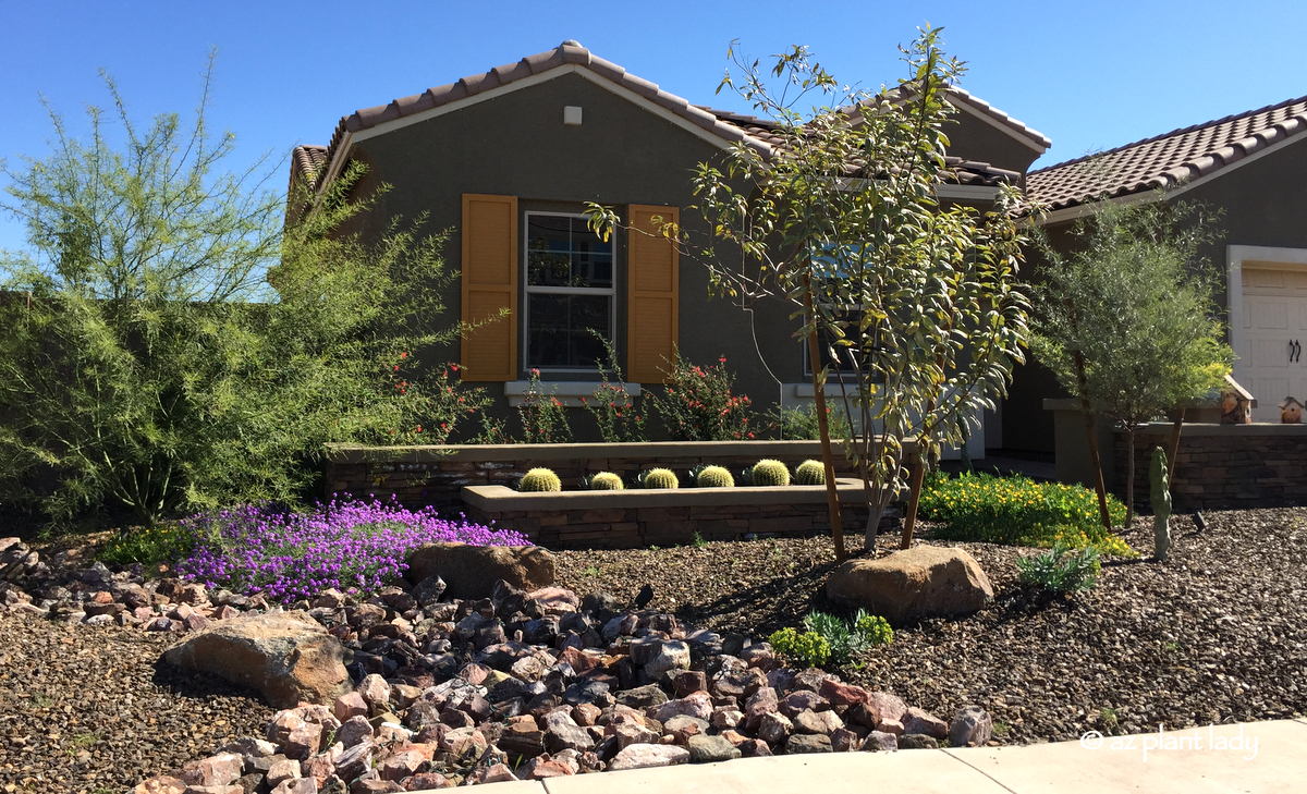 Do You Have A Garden Or A Yard Ramblings From A Desert Garden Do You Have A Garden Or A Yard Ramblings From A Desert Garden