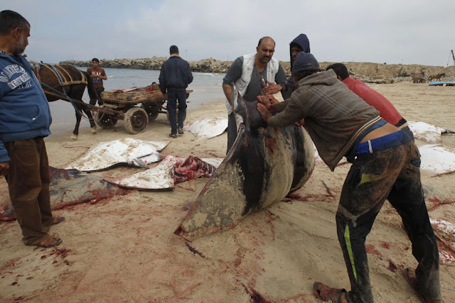 Peces raya varados en playa de Gaza