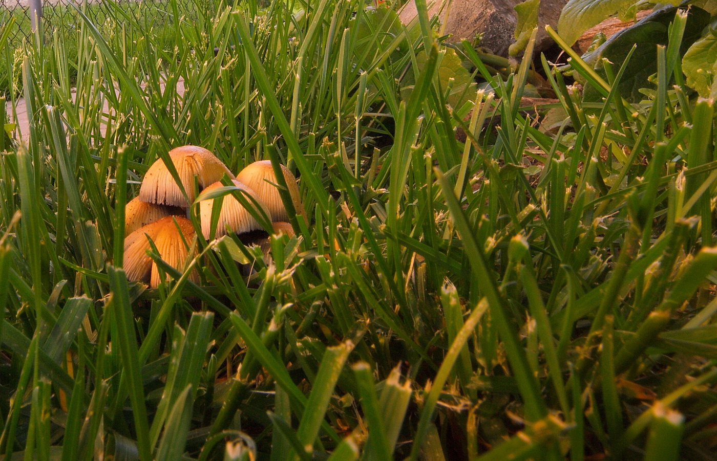 Eye Candy Fungi Are Not Plants