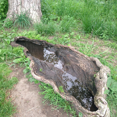 Eastern Cottonwood Tree in Reflection of Puddle in Stump at the Arnold Arboretum