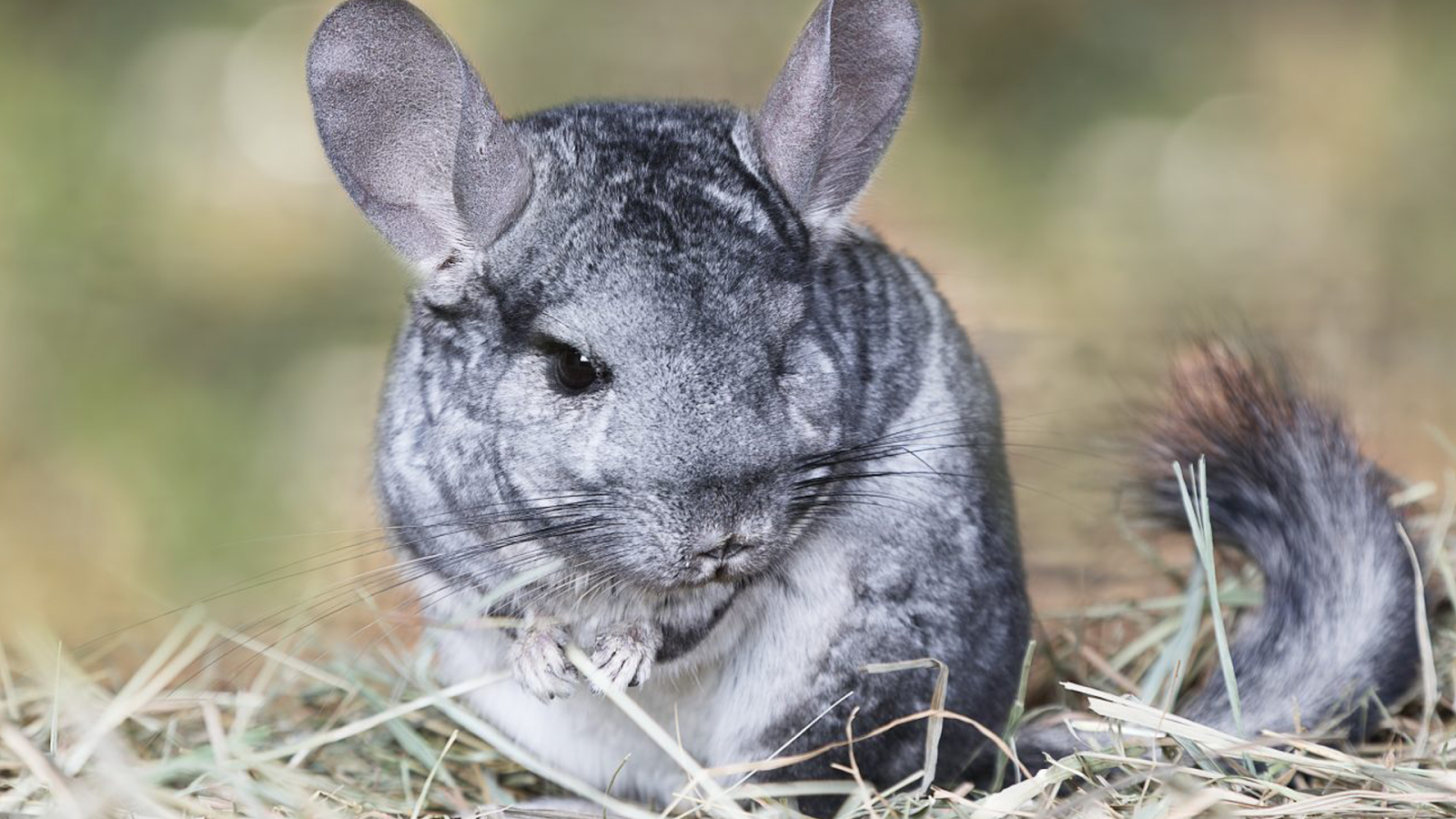 8 Reasons Why Chinchillas Are Good Pets The Buzz Land