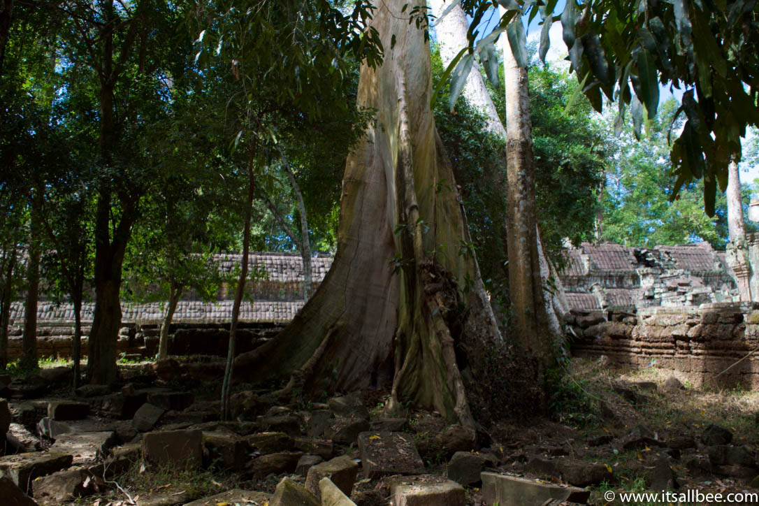 Tips for exploring Ta Prohm, Cambodia's famous temple aka The "Tomb Raider" Temple. Pictures to illustrate why this is a must see temple in Siem Reap. #trip #traveltips #asia #thingstodo #adventure Tips for exploring Ta Prohm, Cambodia's famous temple aka The "Tomb Raider" Temple. Pictures to illustrate why this is a must see temple in Siem Reap.