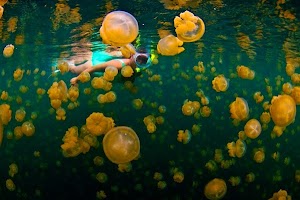 Snorkeling di Antara Ubur Ubur, Pesona dan Keunikan Danau Kakaban