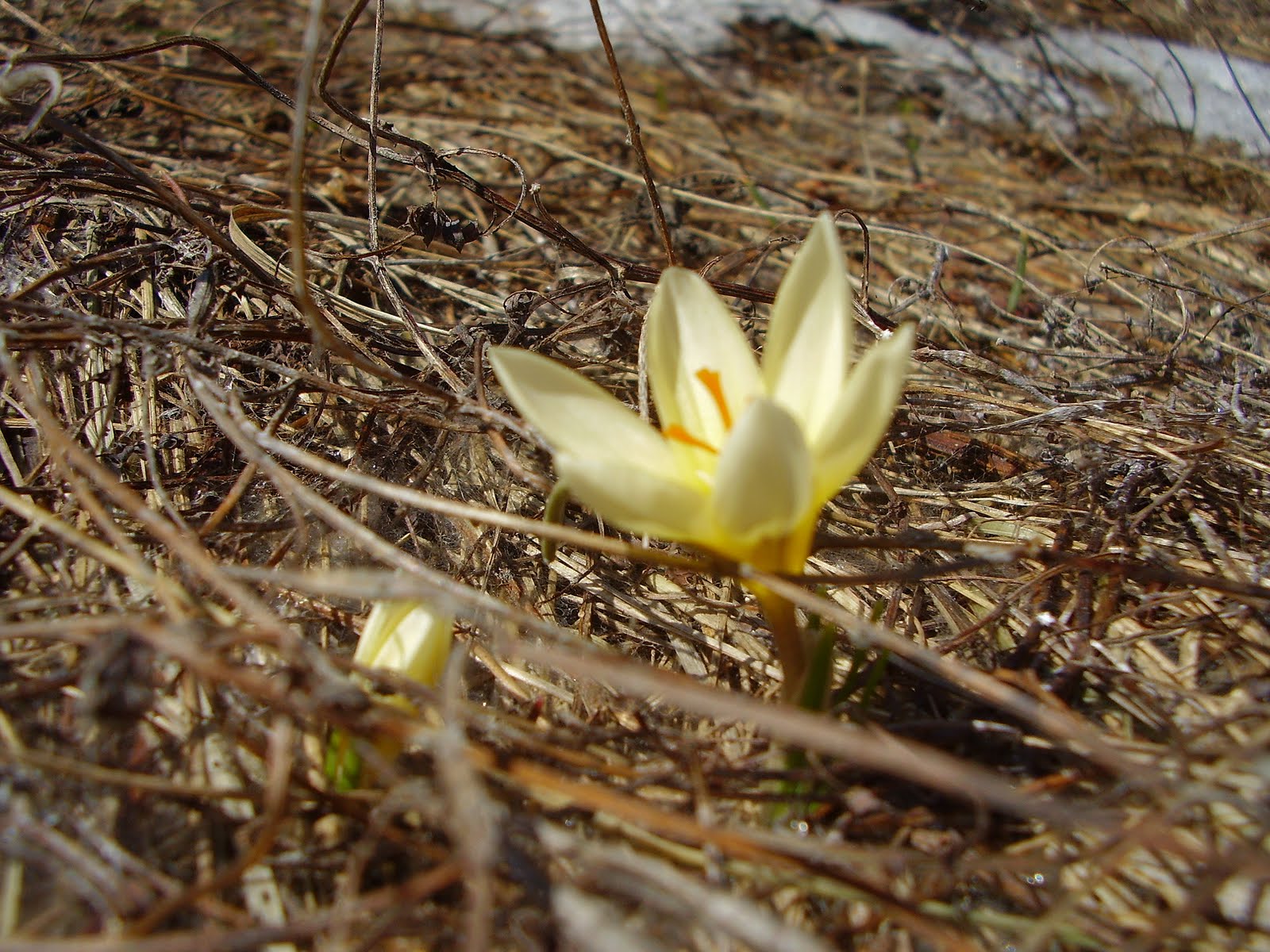 Any given day The first flower
