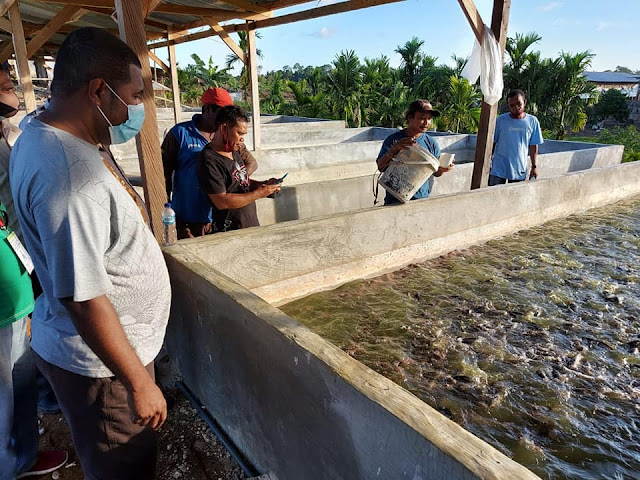 Herry Ario Naap Kunjungi Peternak di Moibaken dan Petani di Suneri Herry Ario Naap Kunjungi Peternak di Moibaken dan Petani di Suneri