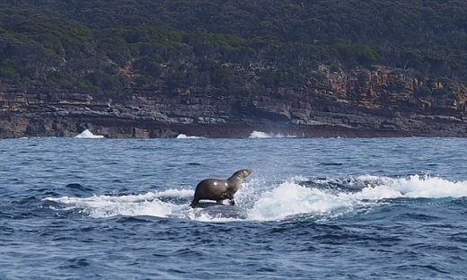 범고래 Vs혹등고래 | 인스티즈