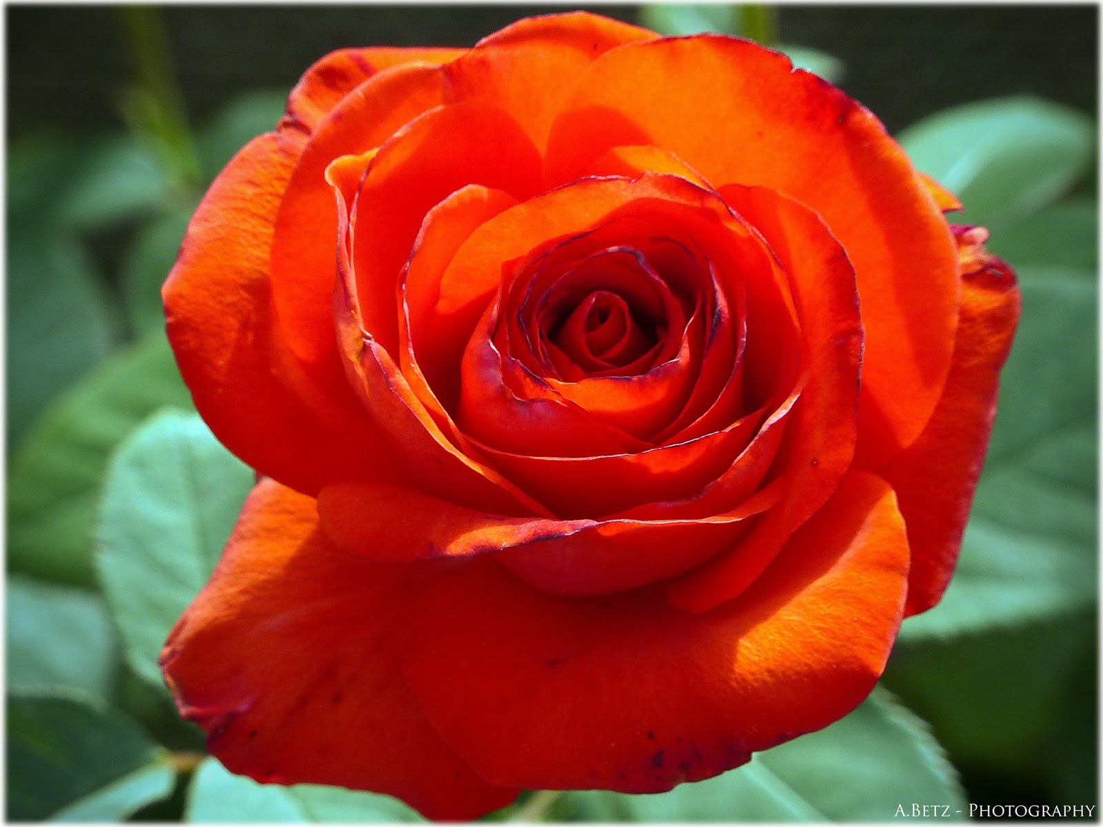 Bayern Forchheim Jahnstadion