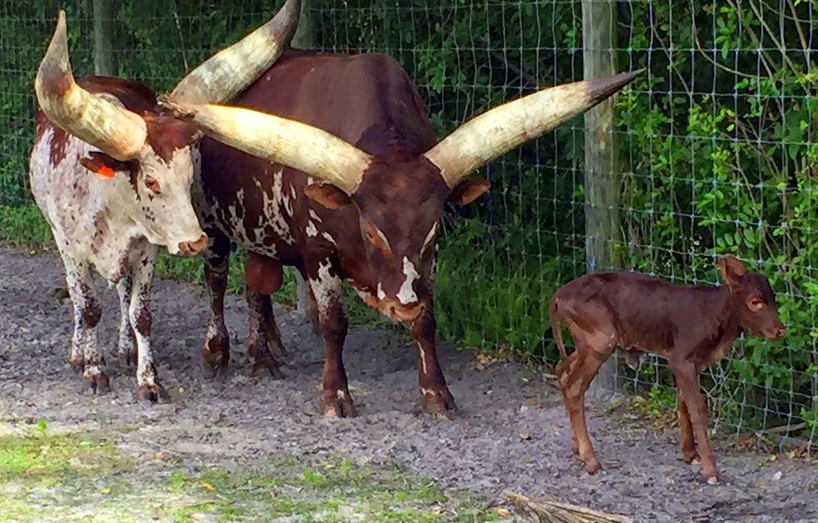 Mundo news g7 A raça de boi Ankole impreciona pelo tamanho de seus chifres veja