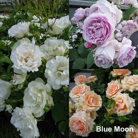 Valentine Bush Creates A Welcome Splash Of Red In Winter Gardens