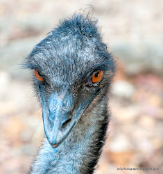 emu bird tofu
