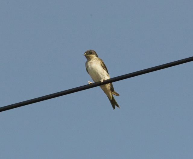 Derek Bird Brain Signs of Migration