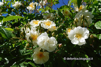 rosa del roseto del giardino della fattoria didattica dell ortica a Savigno Valsamoggia Bologna vicino Zocca nell appennino