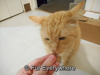 An orange tabby sniffing a cat treat being held out for him.