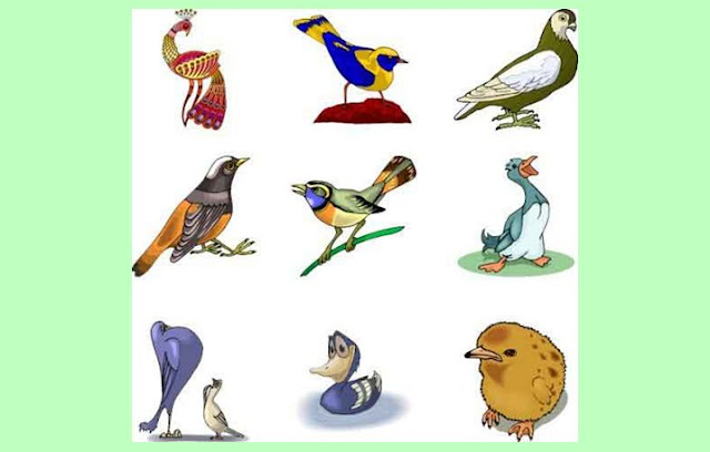 Aves Burung Pengertian Ciri Struktur Tubuh Klasifikasi Markas Belajar