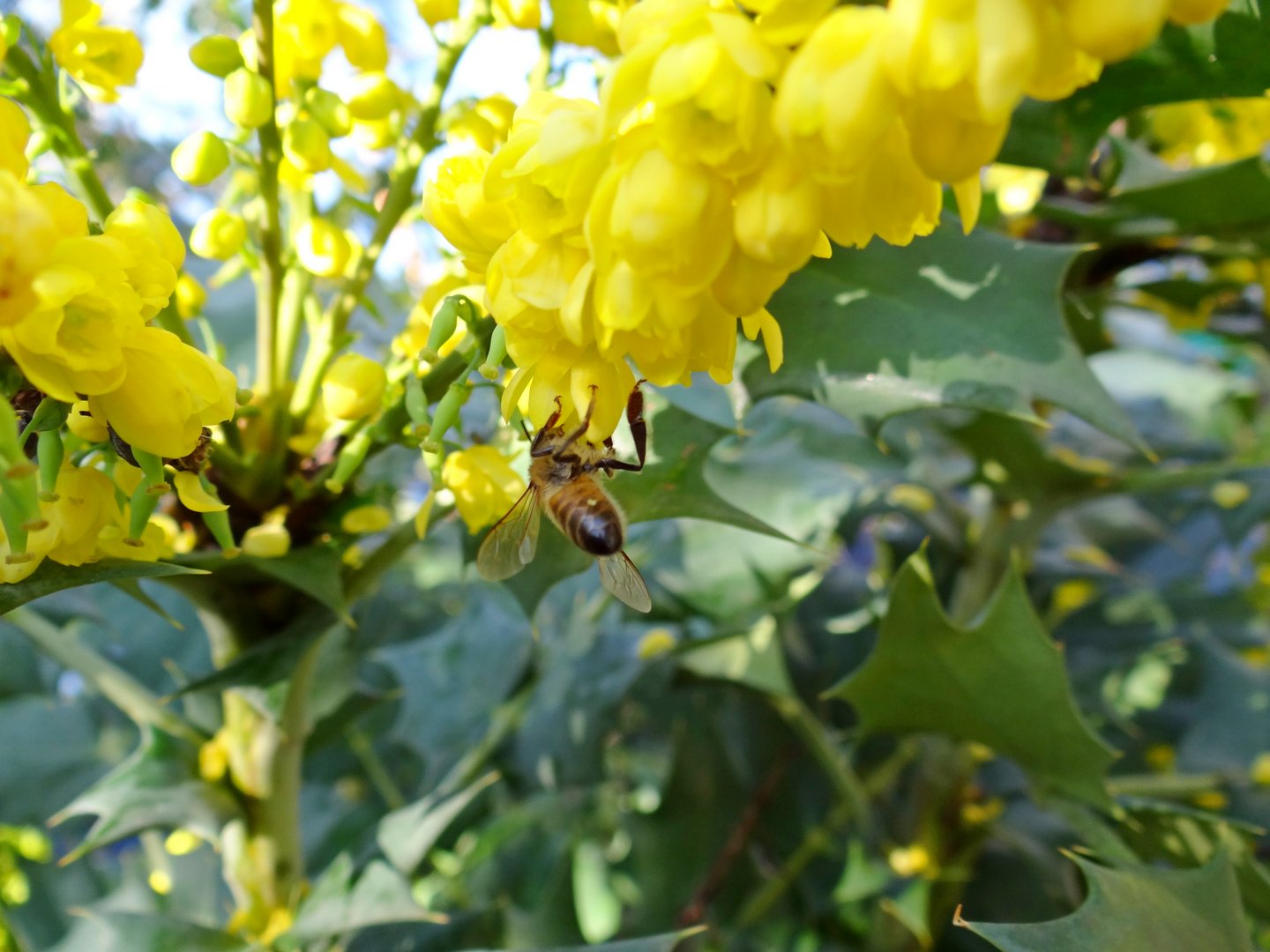 In Praise Of Mahonia