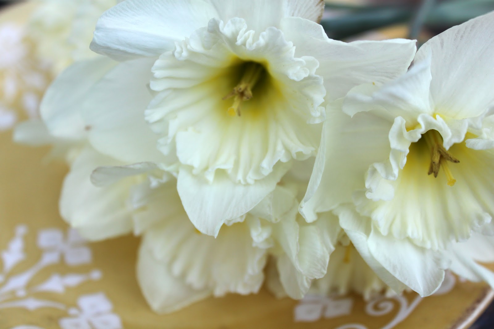 52 FLEA: Mellow Yellow