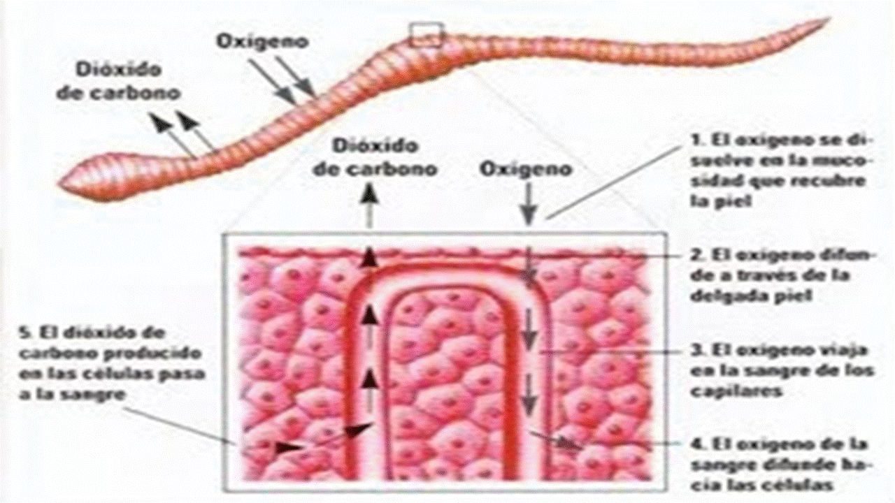 Tipos de respiración. Tipos de respiración.