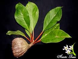 Khasiat Tumbuhan Sarang Semut | anakagronomy[dot]com