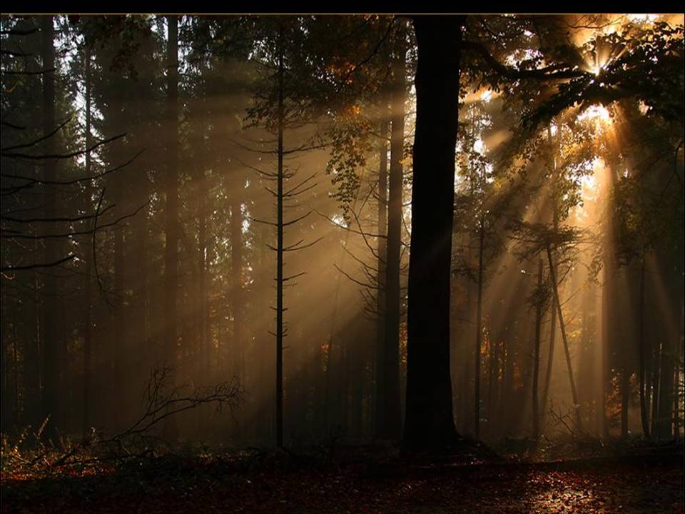 Пейзаж лес. Туманное утро в лесу. В лесу стоит тишина. Стоит в лесу. В лесу стоит тишина.