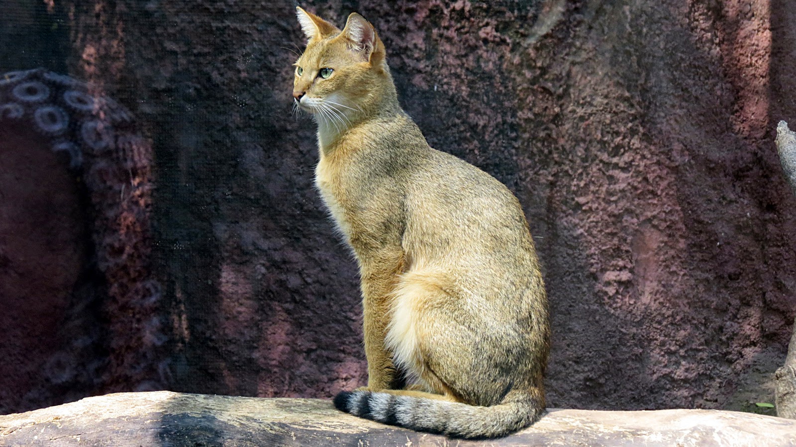 Animal Jungle Cat New Images My Shoot Images Videos